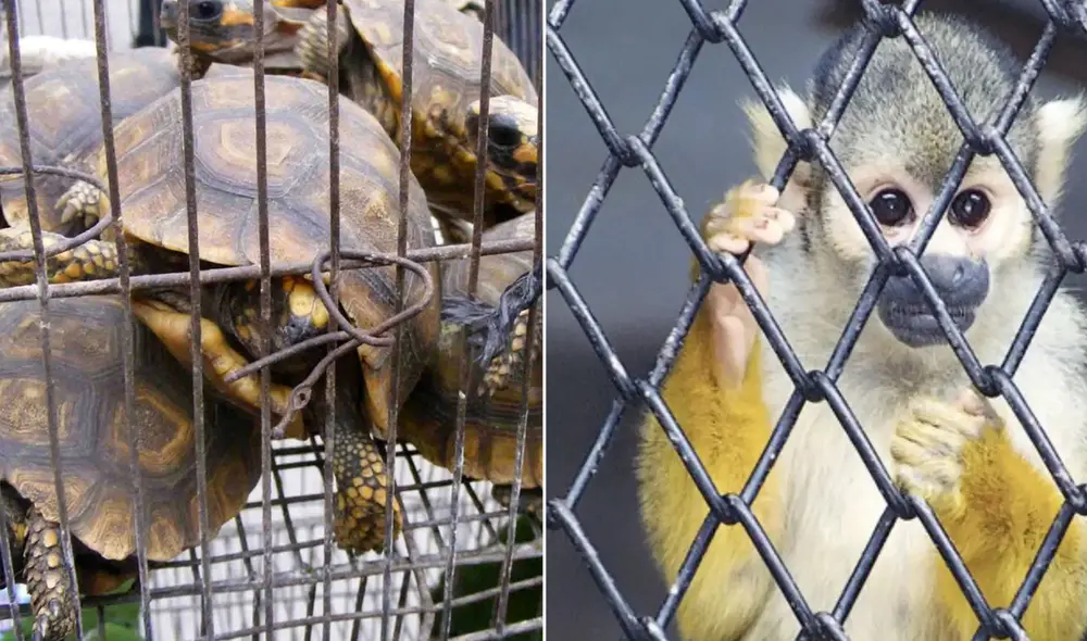 AsÍ operan las mafias de tráfico de especies en pleno Centro de Lima