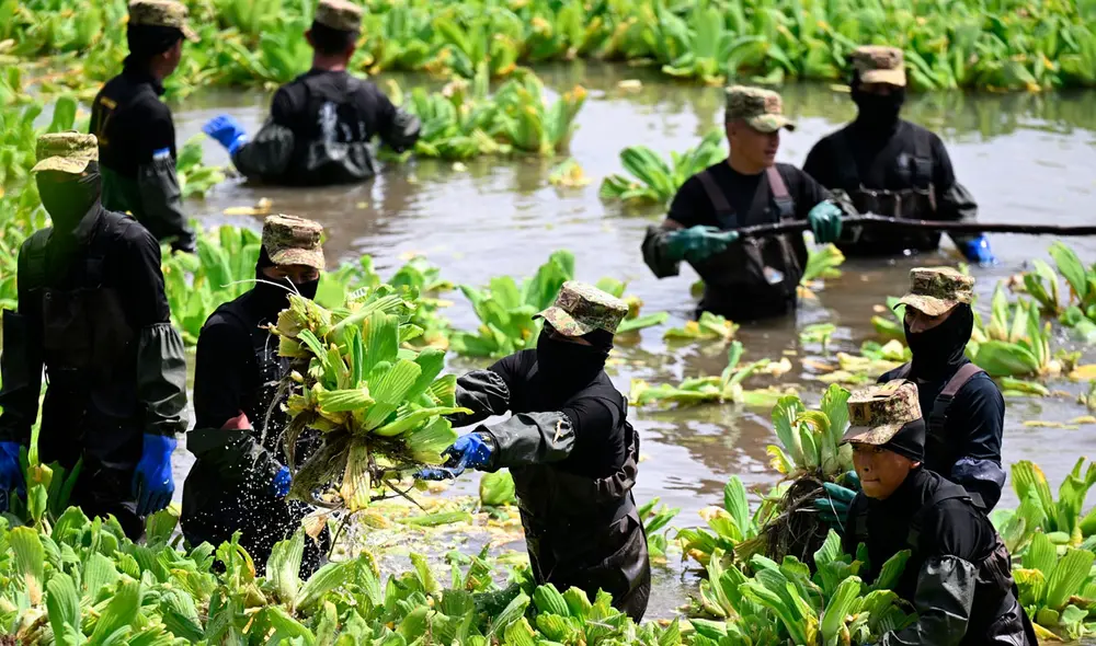 Más de 360 soldados salvadoreños fueron movilizados para eliminar la planta invasora.