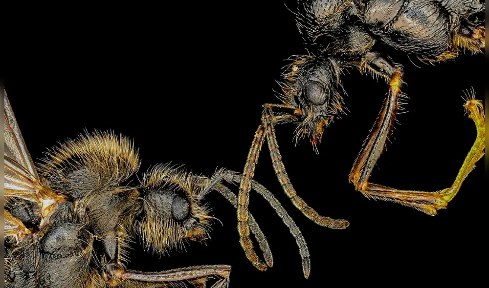 El equipo de investigación es encabezado por Jonathan Romiguier del Instituto de Ciencia Evolutiva de Montpellier. Foto: Nature.