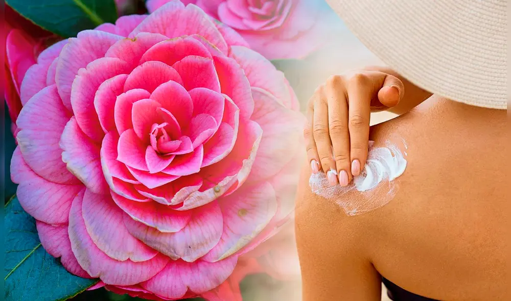 El equipo de investigación desarrolló geles a base de agua utilizando polen de flores de camelia y girasol. Foto: Composición LR/Freepik.