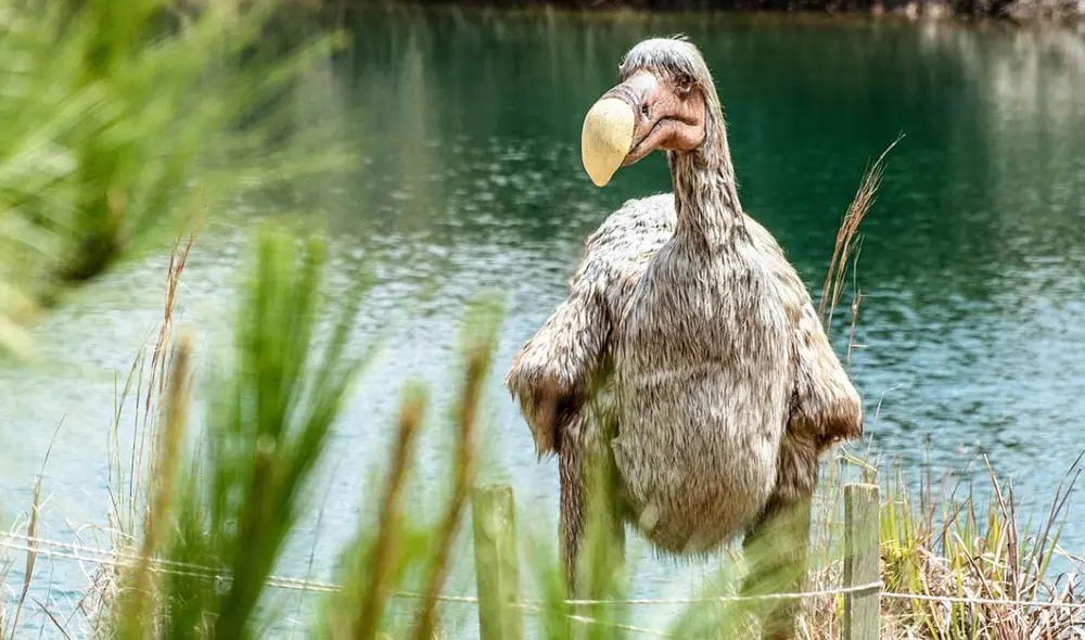Cientificos anticipan que se podrán reintroducir miles de dodos en Mauricio, su hábitat original, gracias a técnicas de edición genética. Foto: Pixibay