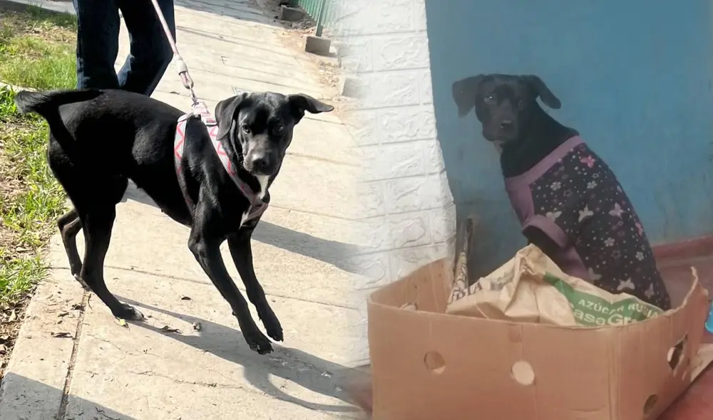 'Negrita', la perrita que fue abonada y atropellada hoy está recuperada y busca a su próxima familia.