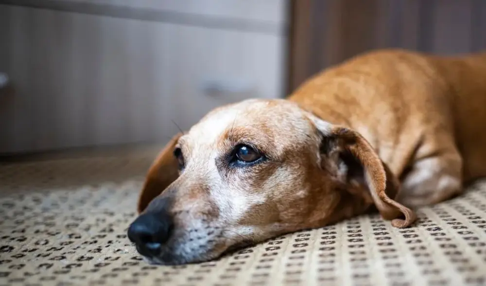 El Congreso del Perú propone un proyecto de ley que busca regular los derechos de los dueños de mascotas, incluyendo hasta tres días de licencia laboral por enfermedad o fallecimiento de los perros. El Congreso del Perú propone un proyecto de ley que busca regular los derechos de los dueños de mascotas, incluyendo hasta tres días de licencia laboral por enfermedad o fallecimiento de los perros.