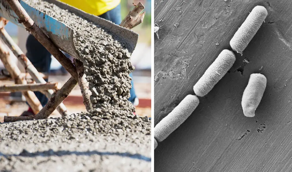 El cemento vivo mantiene su funcionalidad incluso tras la muerte de los microbios. Foto: composición LR/Aarhus University El cemento vivo mantiene su funcionalidad incluso tras la muerte de los microbios. Foto: composición LR/Aarhus University