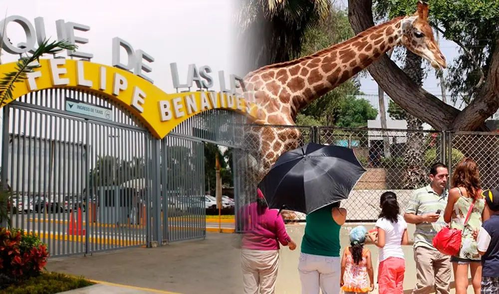 Este octubre, el zoológico del Parque de las Leyendas ofrece acceso gratuito a personas con discapacidad, guías de turismo registrados y veteranos de guerra.