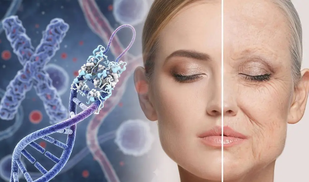 Científicos descubren proteína que podría ralentizar el envejecimiento y las enfermedades crónicas Científicos descubren proteína que podría ralentizar el envejecimiento y las enfermedades crónicas