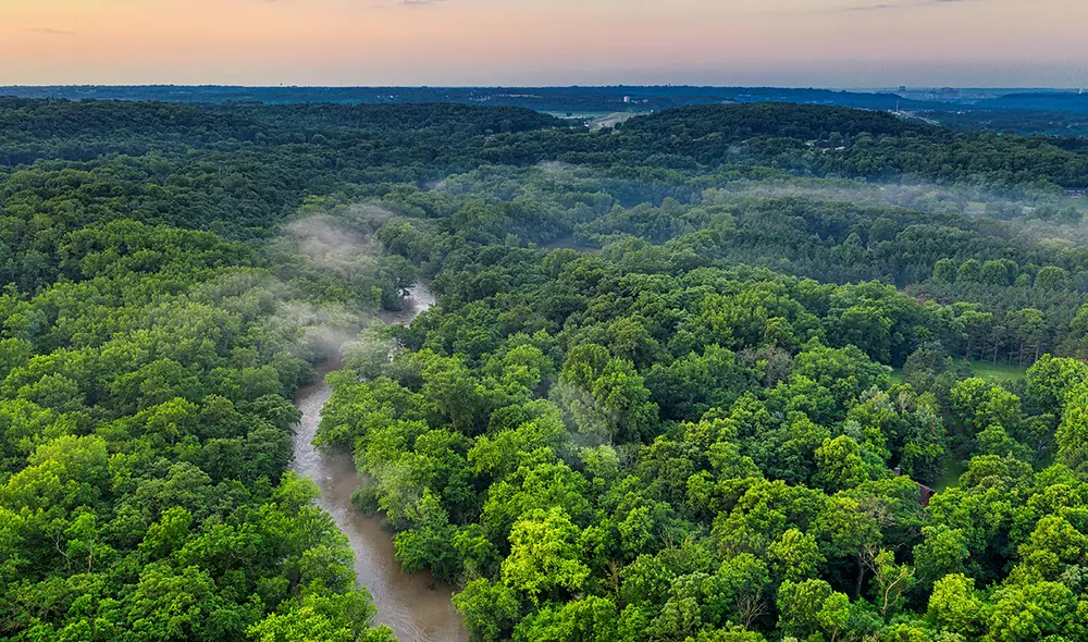 El tamaño de los árboles en la Amazonia ha aumentado gracias a los crecientes niveles de dióxido de carbono. Foto: Pexels