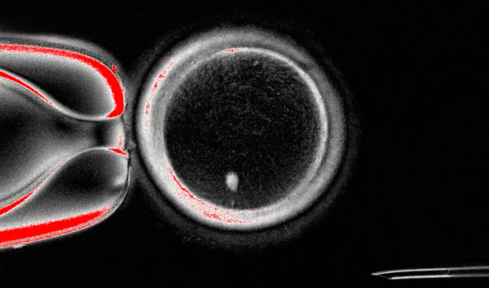 Investigadores realizaron una nueva técnica para tratar la infertilidad mediante la conversión de células cutáneas en ovocitos. Foto: Universidad de Oregon