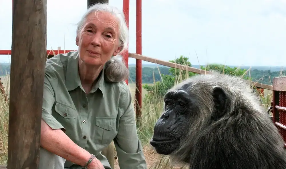Jane Goodall investigadora de chimpancés fallece a los 91 años. Foto: Fundación BBVA