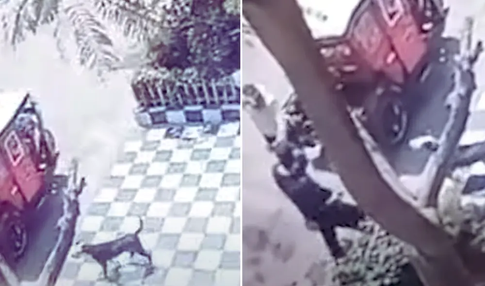 'Apolo' defendió a su dueño de ataque armado. Foto: Composición LR/24Horas