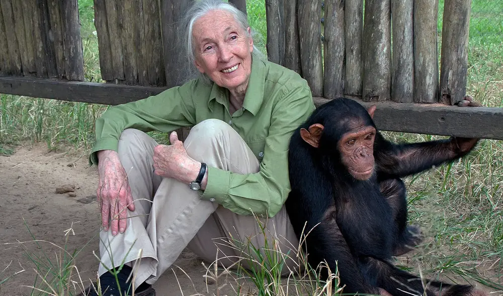 Jane Goodall, una científica reconocida por sus estudios sobre chimpancés, quien parecieron aceptarla como una de los suyos. Foto: AFP Jane Goodall, una científica reconocida por sus estudios sobre chimpancés, quien parecieron aceptarla como una de los suyos. Foto: AFP