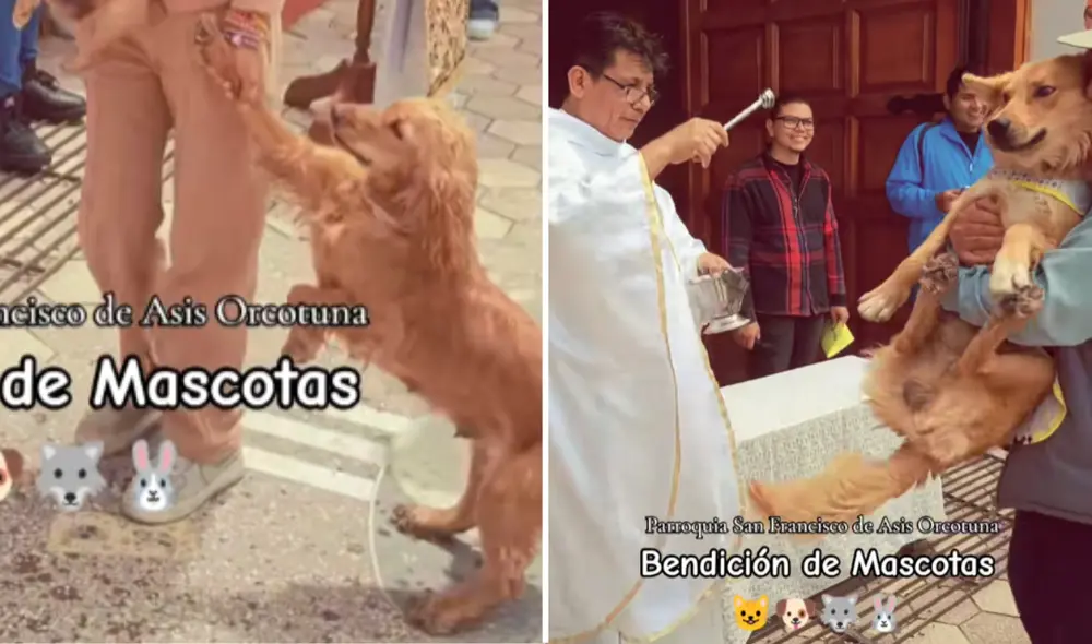 Perrito se resiste a ser rociado con agua bendita en ceremonia masiva de mascotas