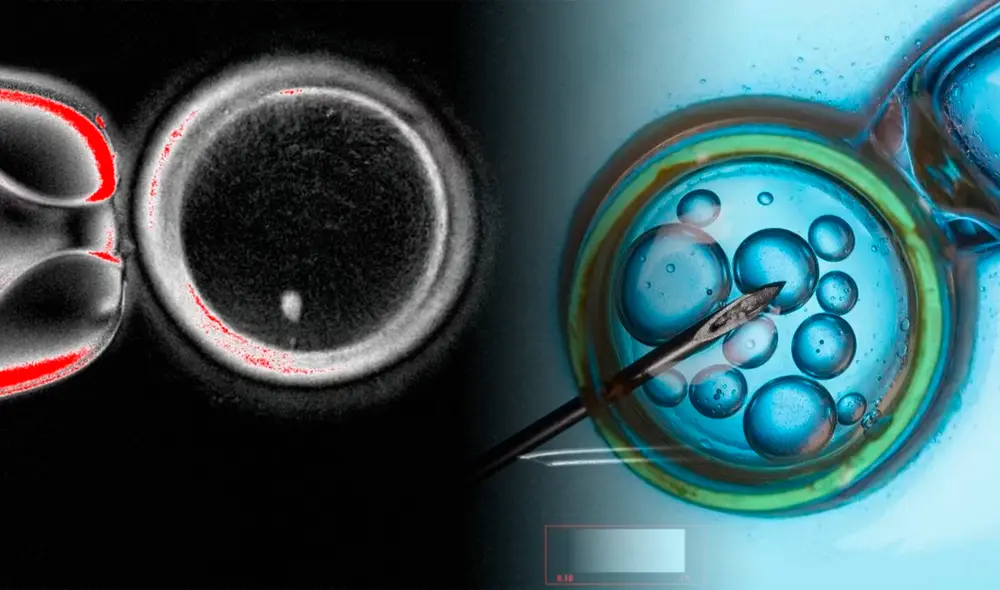 Un estudio compartido en Nature Communications reveló como las células cutáneas ayudan en la formación de ovulos.