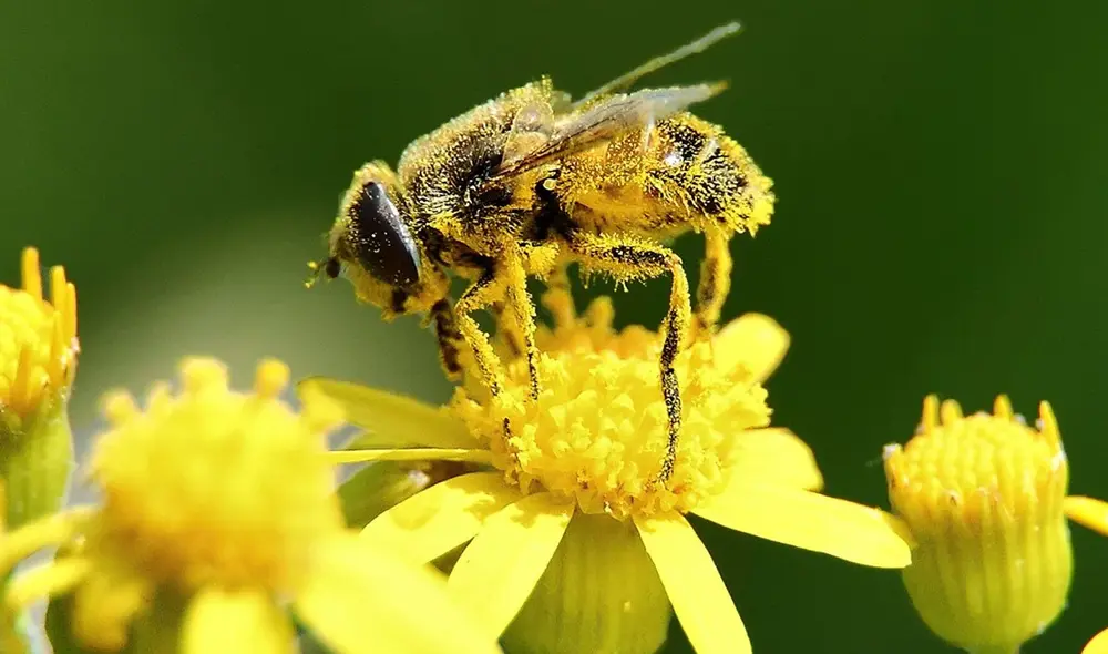 El polen podría servir como un material para crear productos ecológicos. Foto: AEET