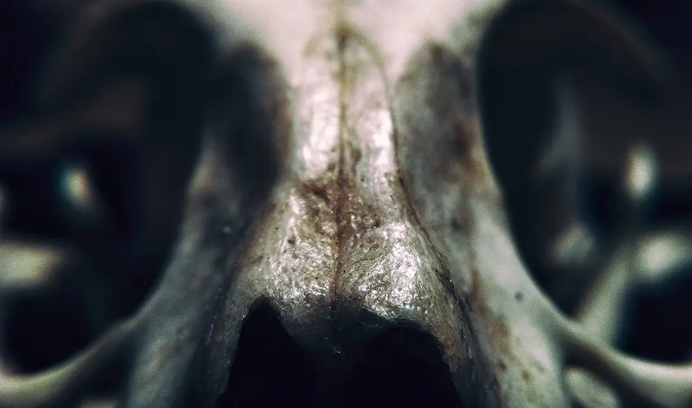 Hallazgos arqueológicos relacionados al homo sapiens revelan su capacidad para adaptarse en entornos hostiles. Foto: PxHere