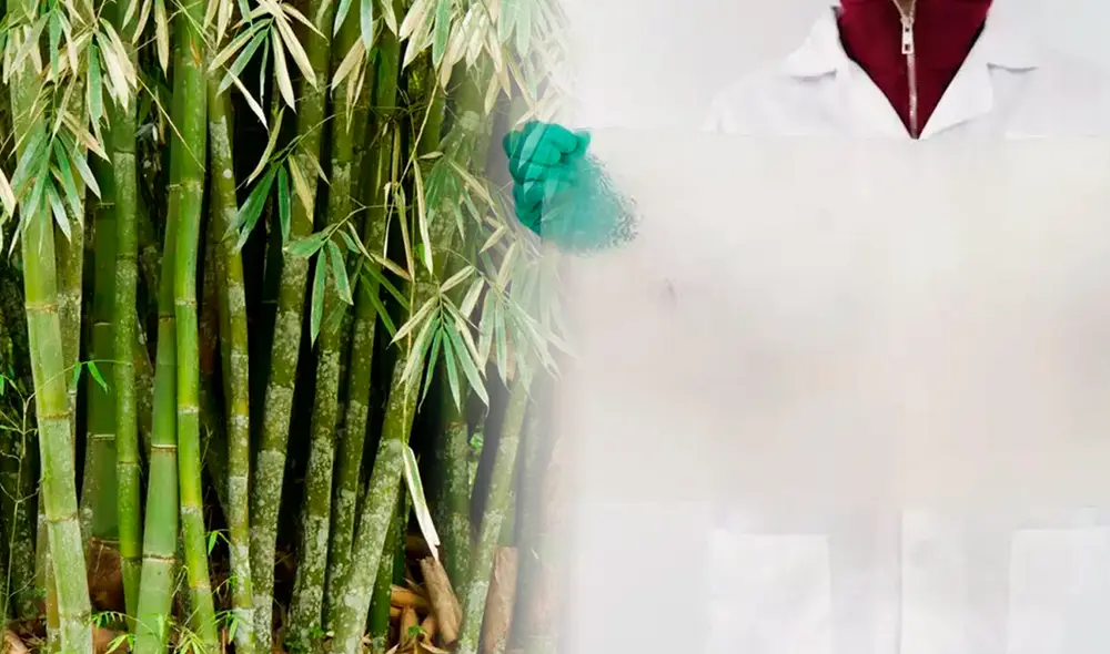 China encuentra en el bambú una alternativa atractiva para despedir al plástico tradicional.