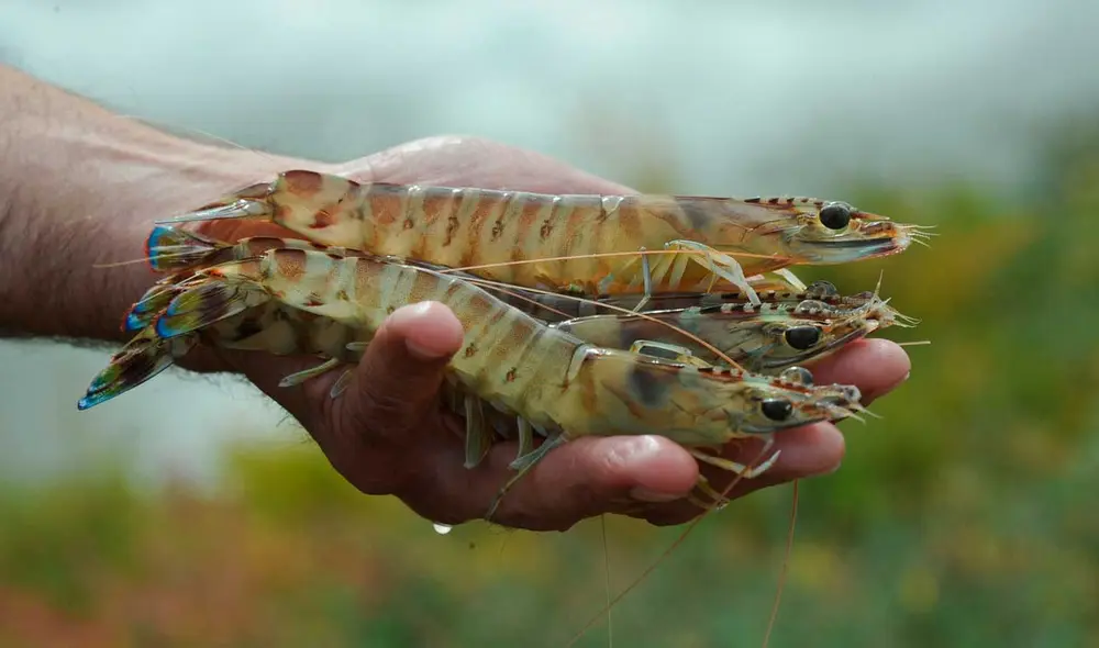 En agosto, Estados Unidos detectó que un cargamento de camarones proveniente de Indonesia estaban contaminados con Cesio 137. En agosto, Estados Unidos detectó que un cargamento de camarones proveniente de Indonesia estaban contaminados con Cesio 137.