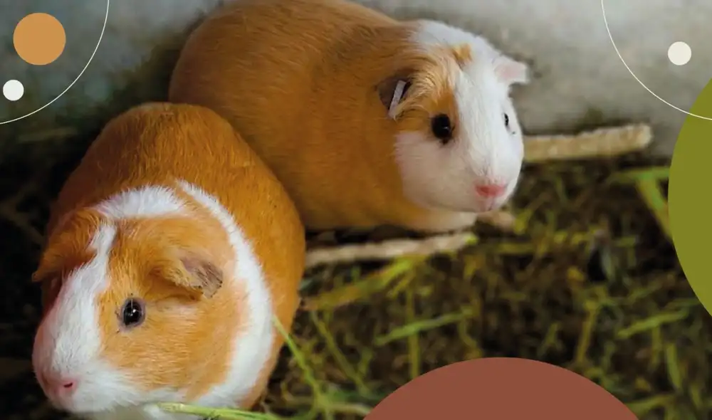 Norma pretende fortalecer la cadena productiva de la carne de cuy, aumentar su consumo a nivel nacional e incentivar su exportación. Foto: Andina