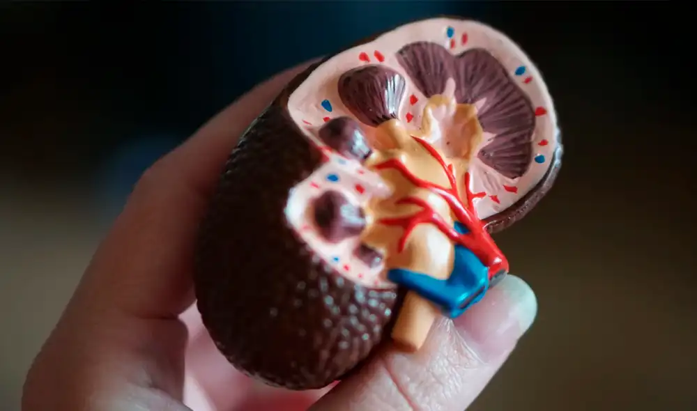 El procedimiento que modifica al riñón brindaría una nueva esperanza a los pacientes que esperan por un donante compatible. Foto: Unplash