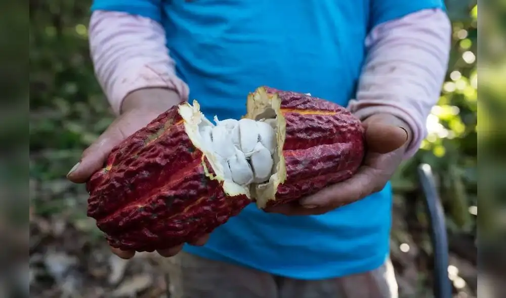 Cacao peruano de gran calidad. Cacao peruano de gran calidad.