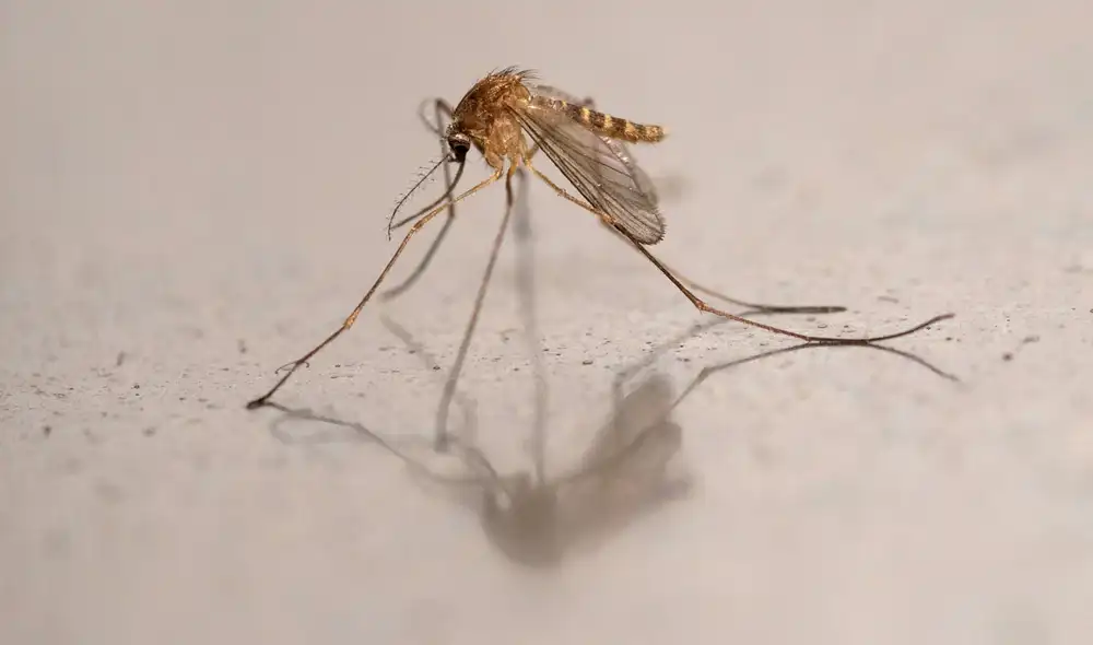 Los mosquitos encontrados en Islandia pertenecen a la especie 'Culiseta annulata' Los mosquitos encontrados en Islandia pertenecen a la especie 'Culiseta annulata'