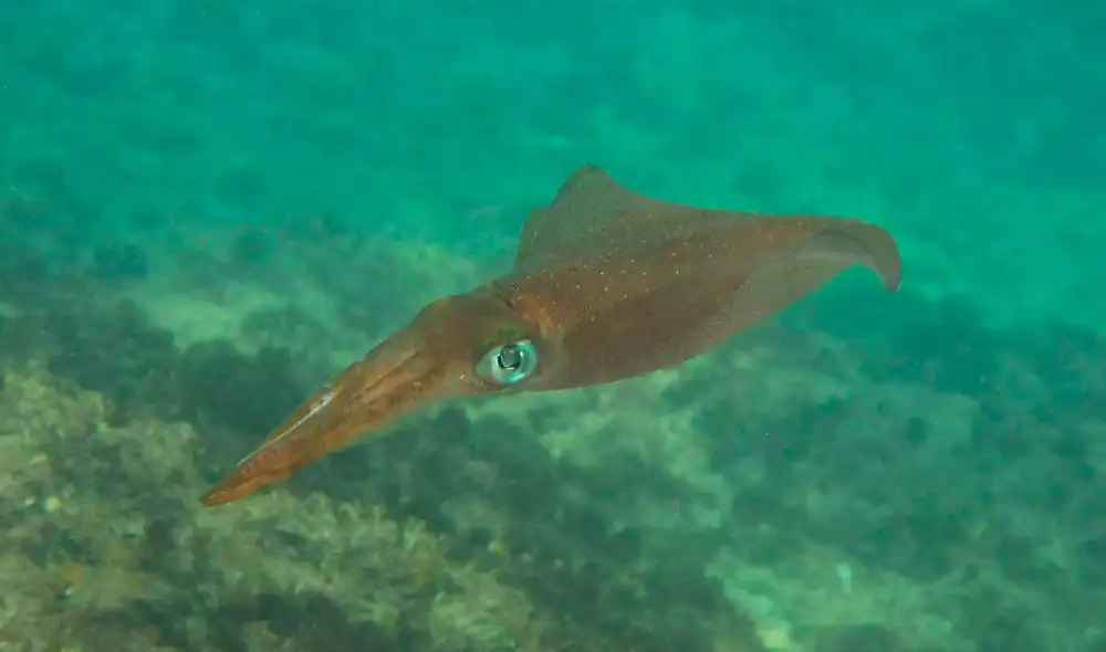 Los calamares son maestros del camuflaje y veloces nadadores del océano. Foto: Omri Selner