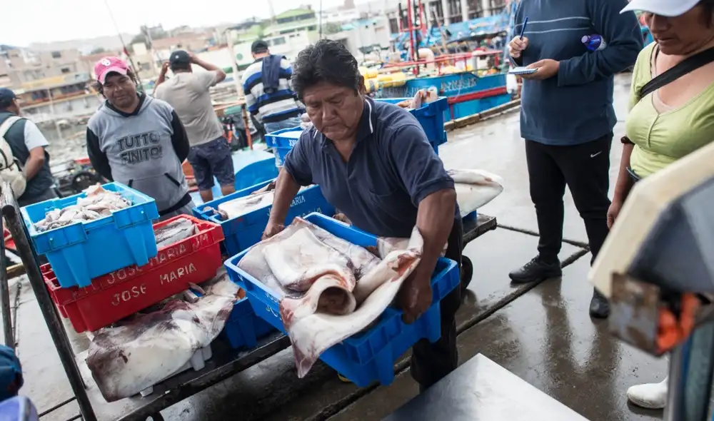 Pescadores y agentes de la pesca artesanal dedicados a la extracción de calamar gigante o pota podrán acceder a créditos.