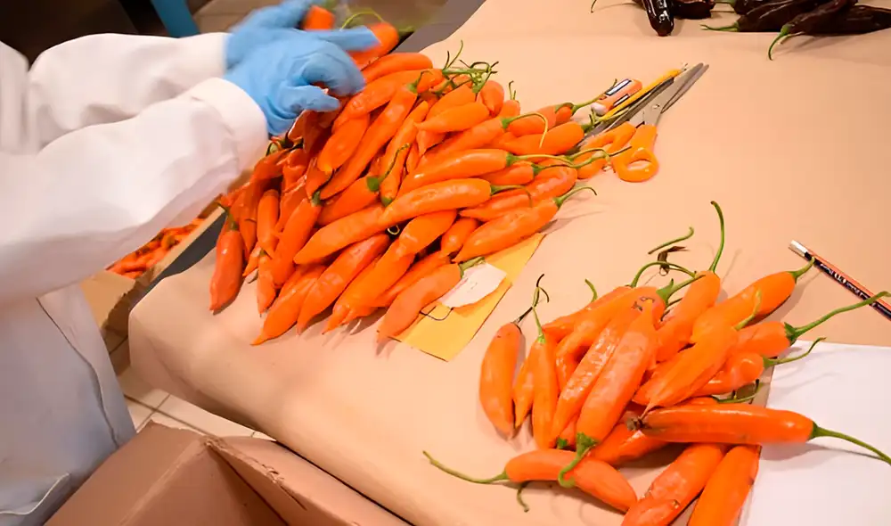 Fueron enviadas 25 muestras pertenecientes a cuatro especies de ají. Foto: Midagri