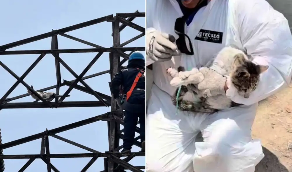 Gato callejero rescatado en operativo de alto riesgo en El Agustino Gato callejero rescatado en operativo de alto riesgo en El Agustino