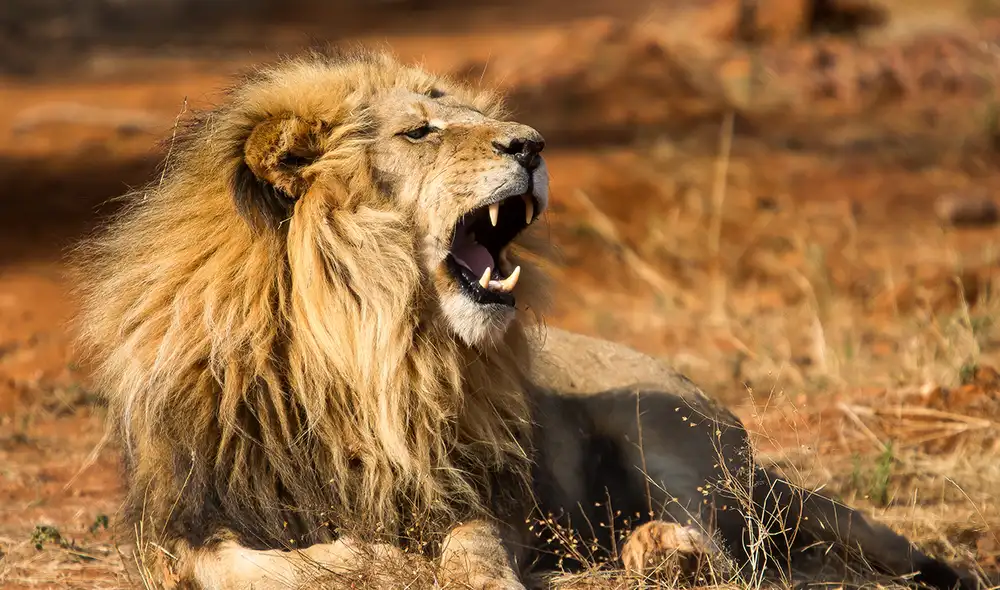 El león es un depredador temido en el África, pero un estudio revela que hay otro mamífero que les provoca más temor. Foto. PngTree