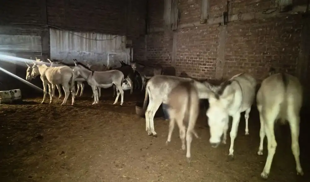 La Policía Nacional del Perú desarticuló un camal clandestino en Trujillo, donde sacrificaban burros y caballos, vendiendo su carne como res. El operativo se llevó a cabo en la urbanización Aranjuez.