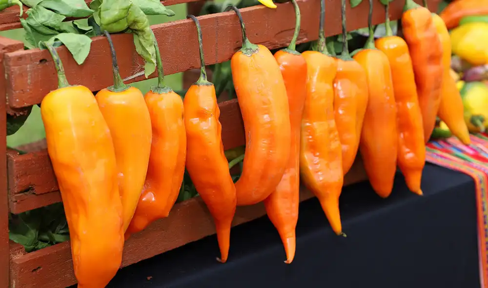 Semillas de ajíes nativos peruanos fueron enviadas para su preservación en Banco Mundial de Semillas de Svalbard. Foto: IStock Semillas de ajíes nativos peruanos fueron enviadas para su preservación en Banco Mundial de Semillas de Svalbard. Foto: IStock