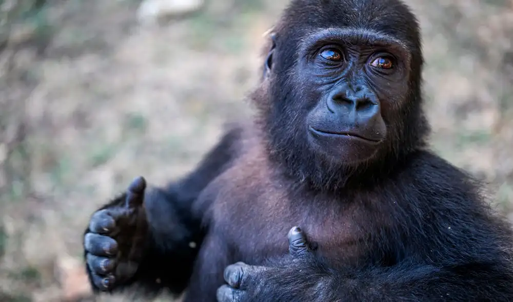 Zeytin se encuentra actualmente en el zoológico de Polonezkoy, ubicado en Estambul.