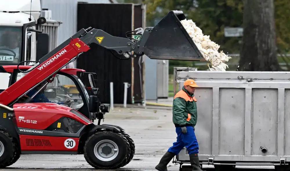 Varias granjas en Alemania se vieron obligadas a sacrificar sus aves por temor a gripe aviar.
