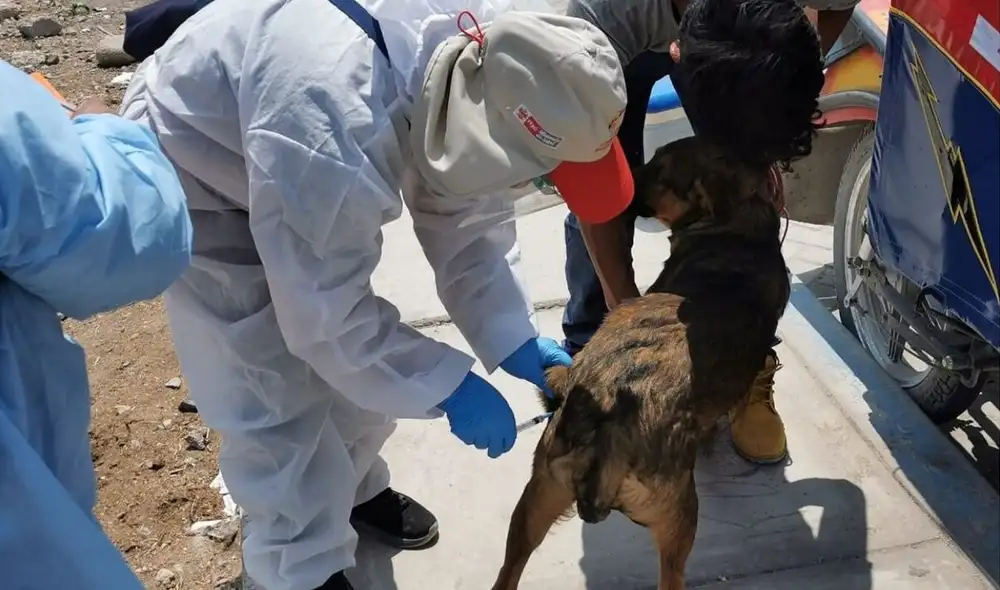Casos de rabia en el Perú no desaparecen por falta de gestión en las campañas de vacunación, según experto en epidemiología. Casos de rabia en el Perú no desaparecen por falta de gestión en las campañas de vacunación, según experto en epidemiología.