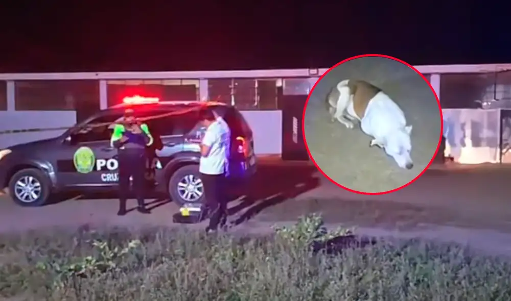 Animalista era muy querido por sus vecinos y colaboradores en Santa María, Huaura.