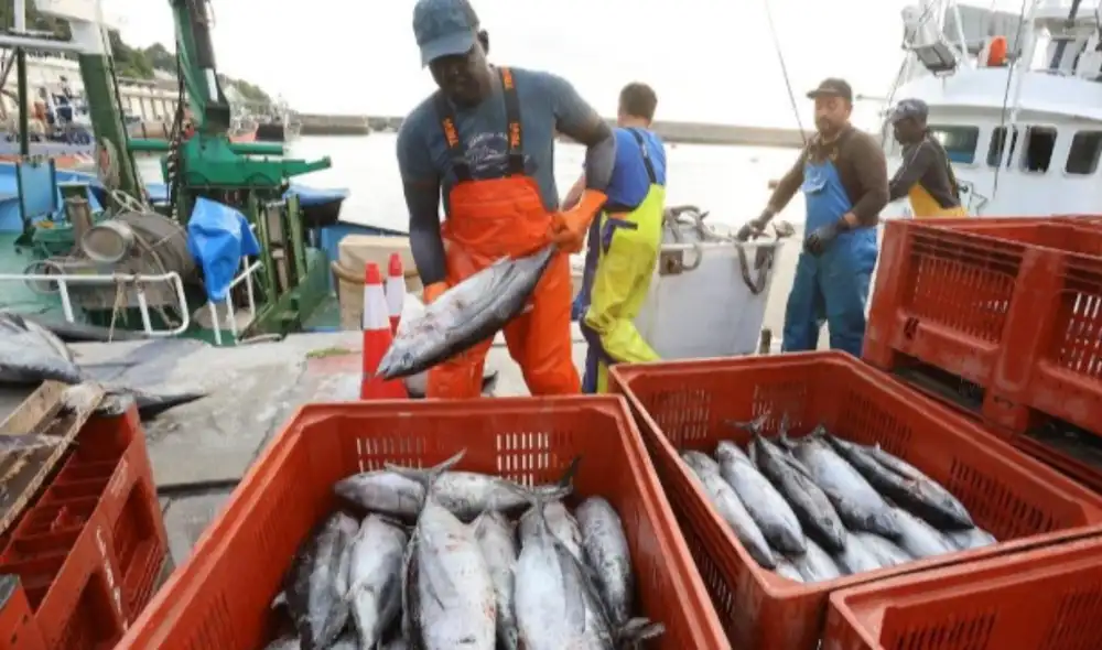Creció sector pesquero por consumo humano de congelados y enlatados Creció sector pesquero por consumo humano de congelados y enlatados