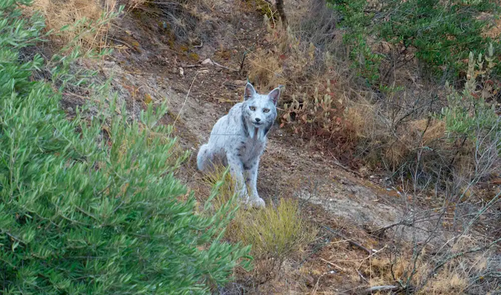 Un lince blanco con una condición extremadamente rara en felinos fue documentado por primera vez. Foto: Ángel Hidalgo Un lince blanco con una condición extremadamente rara en felinos fue documentado por primera vez. Foto: Ángel Hidalgo