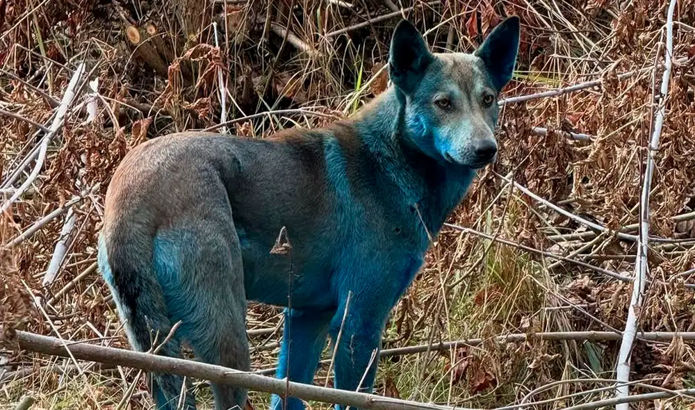 Estos perros son descendientes de mascotas abandonadas tras el desastre nuclear de Chernóbil. Foto: Clean Futures Fund