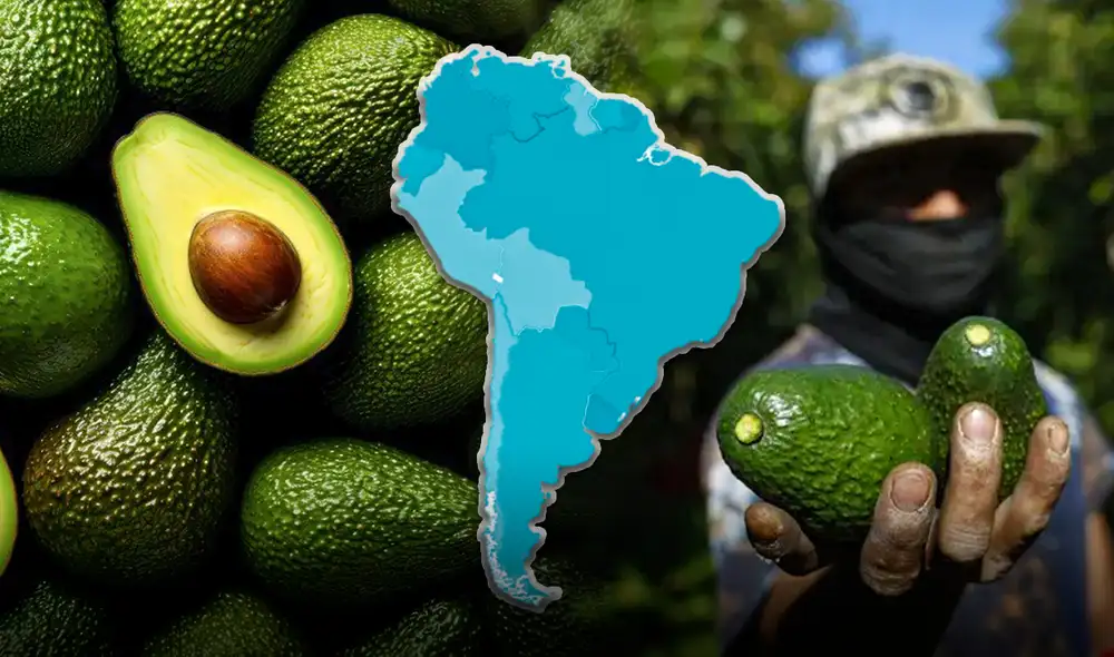 América Latina continúa siendo el epicentro de la producción de palta o aguacate en el mundo.
