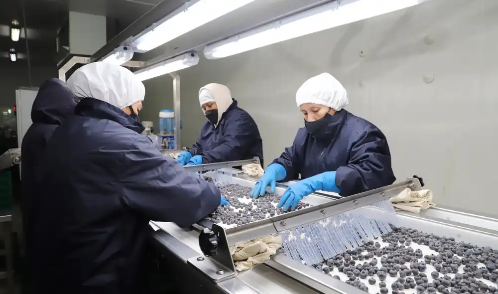 Perú se mantiene como el principal exportador global de arándanos, con una participación aproximada del 35%.