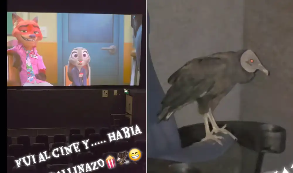 Divertidas reacciones en TikTok por presencia de gallinazo en cine. Divertidas reacciones en TikTok por presencia de gallinazo en cine.