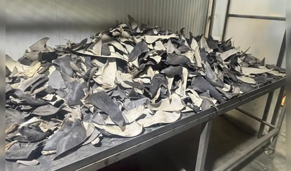 El mundo existen alrededor de 400 especies de tiburones, 66 de ellas presentes en el mar peruano. Foto: PNP