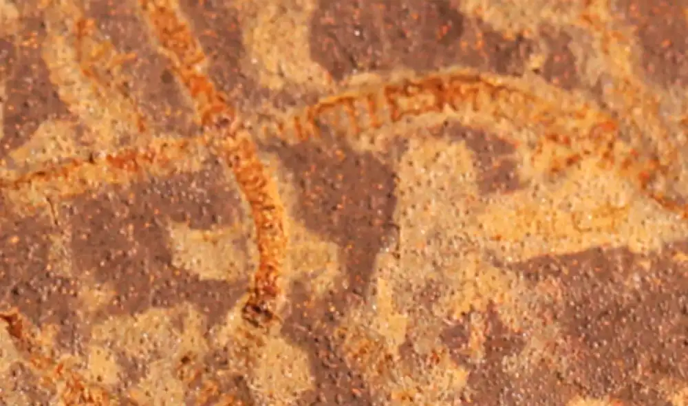 Fósiles de algas marinas bien conservadas de casi mil millones de años. Foto: PNAS Fósiles de algas marinas bien conservadas de casi mil millones de años. Foto: PNAS