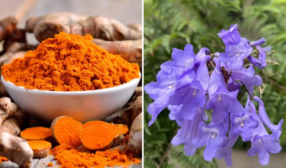 El INS analiza principios activos de plantas medicinales como la cúrcuma y la jacarandá