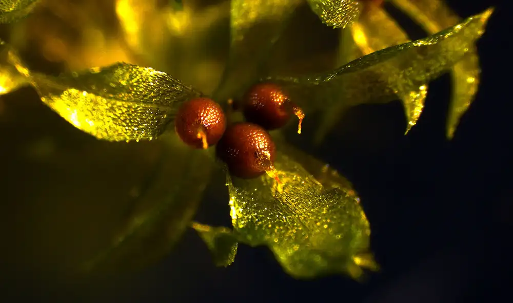 La resistencia del musgo Physcomitrium patens lo convierte en un candidato ideal para sobrevivir al espacio exterior. Foto: Rensing-lab