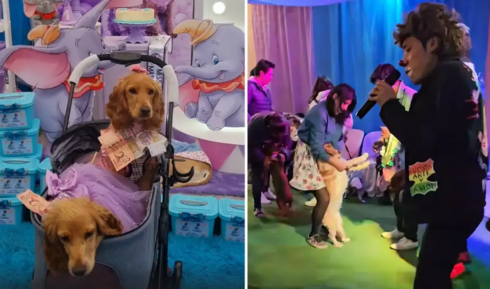 Clip viral muestra celebración de cumpleaños dirigida a perritos. Clip viral muestra celebración de cumpleaños dirigida a perritos.