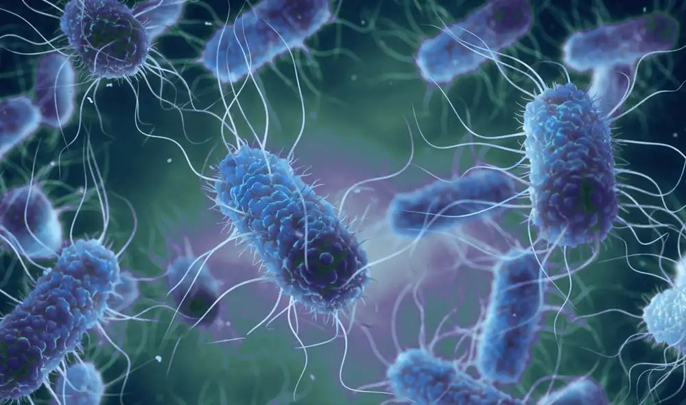 Bacterias como la E. coli ahora son mucho más resistentes a los tratamientos. Foto: bioMérieux Bacterias como la E. coli ahora son mucho más resistentes a los tratamientos. Foto: bioMérieux