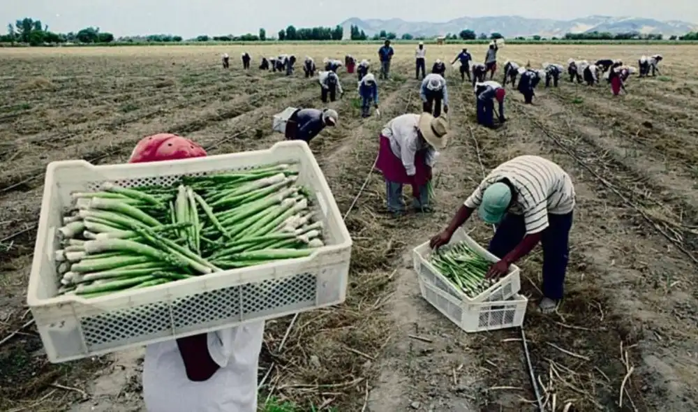El ingreso promedio de trabajadores en el sector agro es de S/1.300.