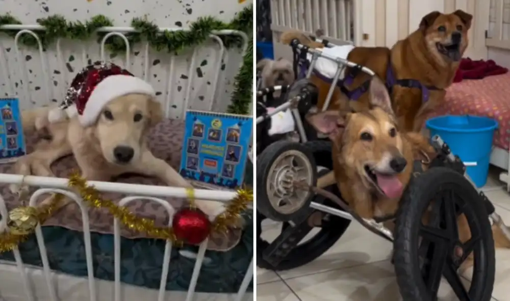 Campaña recibirá donaciones para continuar cuidando a los perritos.